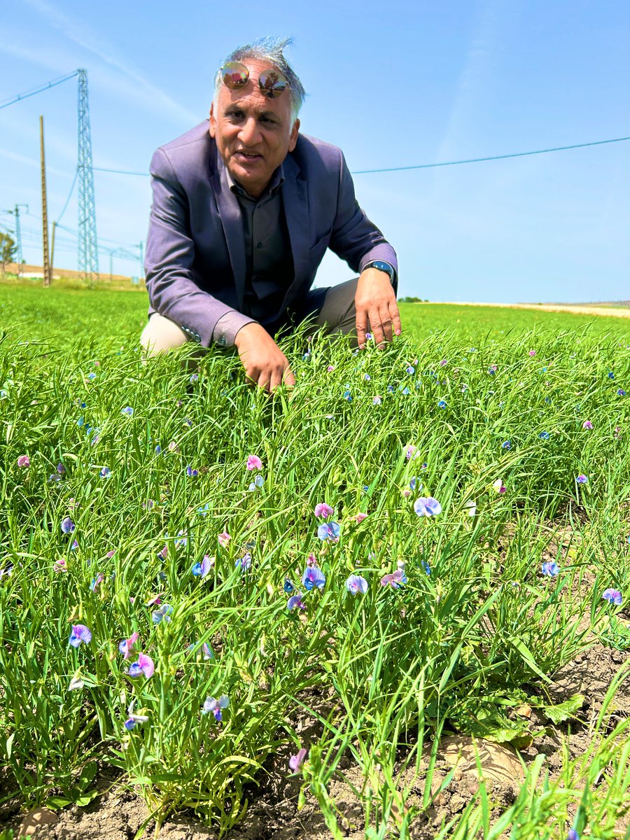 BouhlalOutmane's tweet image. On the road to #Chefchaouen, we stumbled upon a hidden gem—#grasspea🌱, locally known as *karfala*. Grown by farmers as a resilient forage crop. A wonder crop in every sense, hardy, and full of promise. #Grasspea #Agrobiodiversity 
@ShivKAgrawal
@grasspeanet