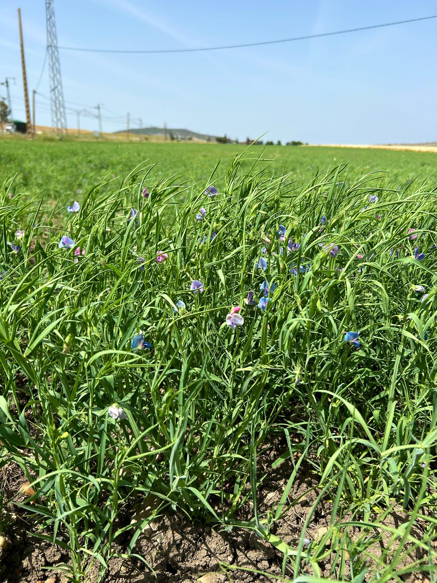 BouhlalOutmane's tweet image. On the road to #Chefchaouen, we stumbled upon a hidden gem—#grasspea🌱, locally known as *karfala*. Grown by farmers as a resilient forage crop. A wonder crop in every sense, hardy, and full of promise. #Grasspea #Agrobiodiversity 
@ShivKAgrawal
@grasspeanet