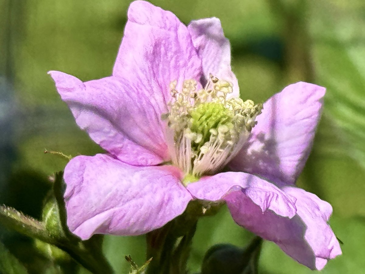 Won’t be long now, 1st blackberry blossom of the season!!