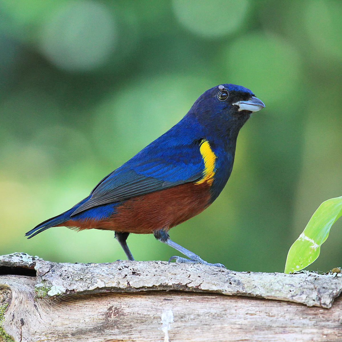 MbarkCherguia's tweet image. Chestnut-bellied euphonia
📷 lindolfosouto (Instagram) ©️
#nature
#birds
#photo
#wildlife