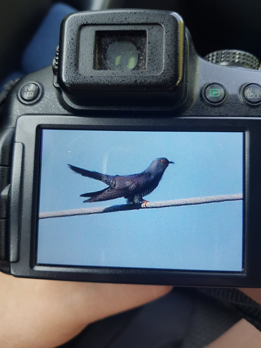 superfrogchops's tweet photo. @Natures_Voice Poor picture but we saw and heard a cuckoo, thrilled! https://t.co/EtxYYZFTeO