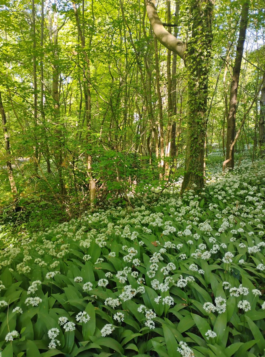 jamessims5's tweet photo. Comfrey, garlic, stitchwort and dandelion #wildflowerhour https://t.co/gi74fady1q