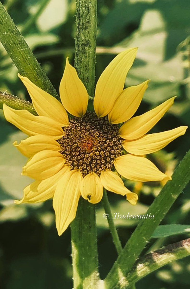 Sorry for being a bit MIA—life’s been doing its thing. Here’s my little drop of #SundayYellow. Thank you for the love, it truly means a lot. I’ll be catching up on your lovely posts soon!” ☀️💛✨