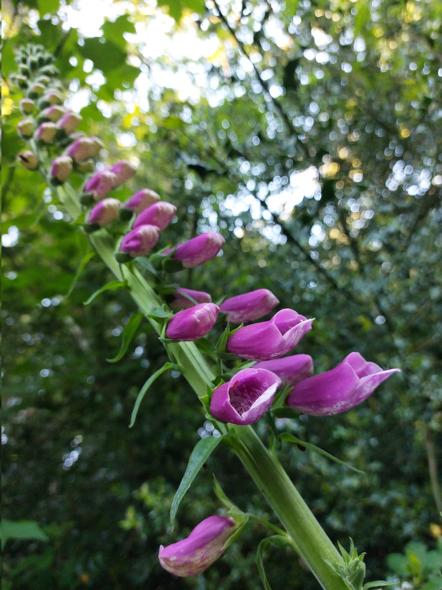 Augusta Lees (@augustalees) on Twitter photo I found a pink one!
#wildflowerhour
<a href="/BSBIbotany/">BSBI: Botanical Society of Britain & Ireland</a>
<a href="/wildflower_hour/">wildflowerhour</a> I found a pink one!
#wildflowerhour
<a href="/BSBIbotany/">BSBI: Botanical Society of Britain & Ireland</a>
<a href="/wildflower_hour/">wildflowerhour</a>