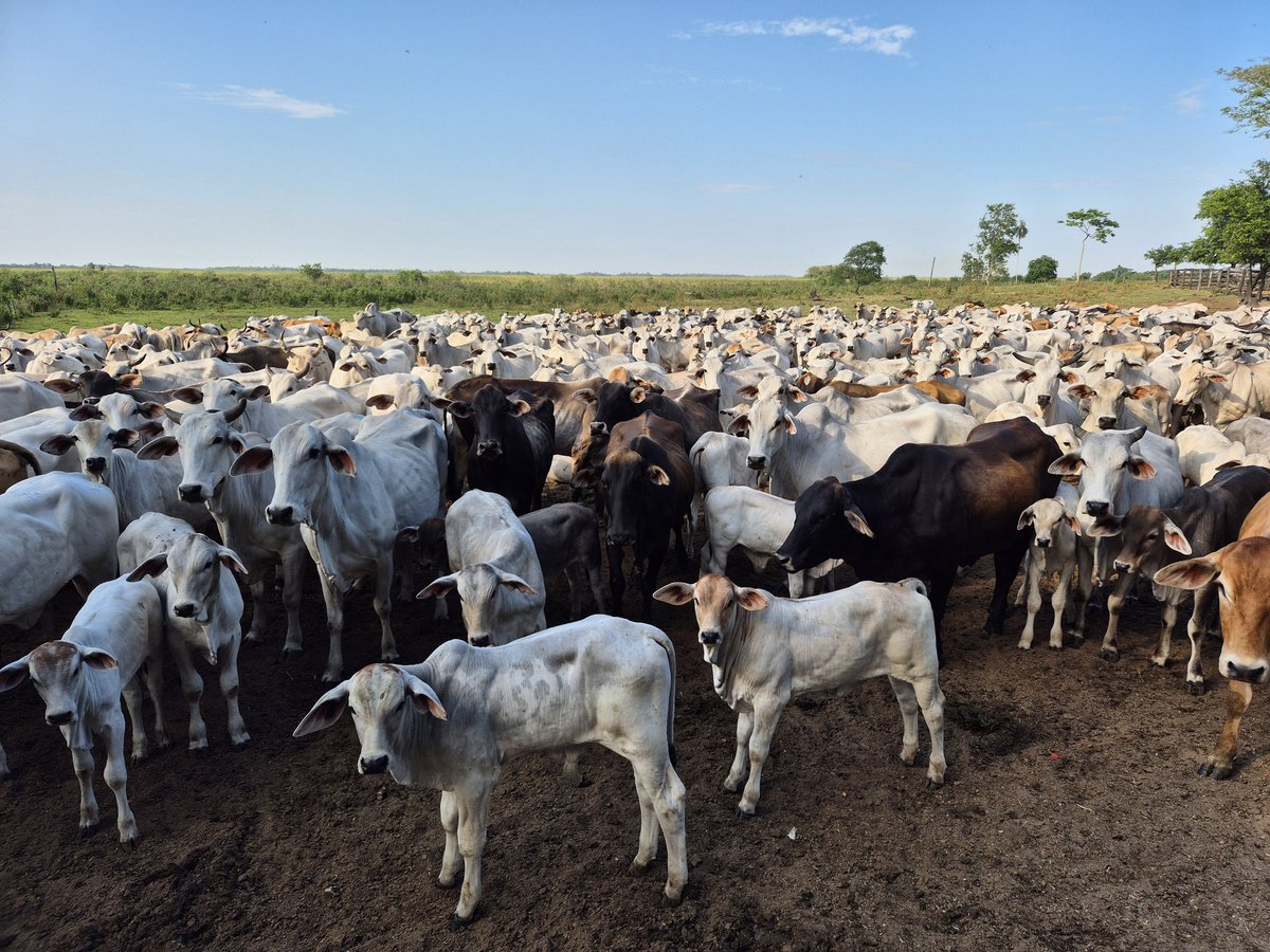 kliewerr's tweet photo. Perdimos 1 millón de cabezas de ganado bovino en 5 años, a pesar de haber aumentado la tasa de procreo de 47 % al 52,9 %. Sequías prolongadas, inundaciones, precios bajos, endeudamiento, avance de la agricultura.
Achicamos la fábrica 🏭 pero somos más eficientes. https://t.co/bnk630SRk8