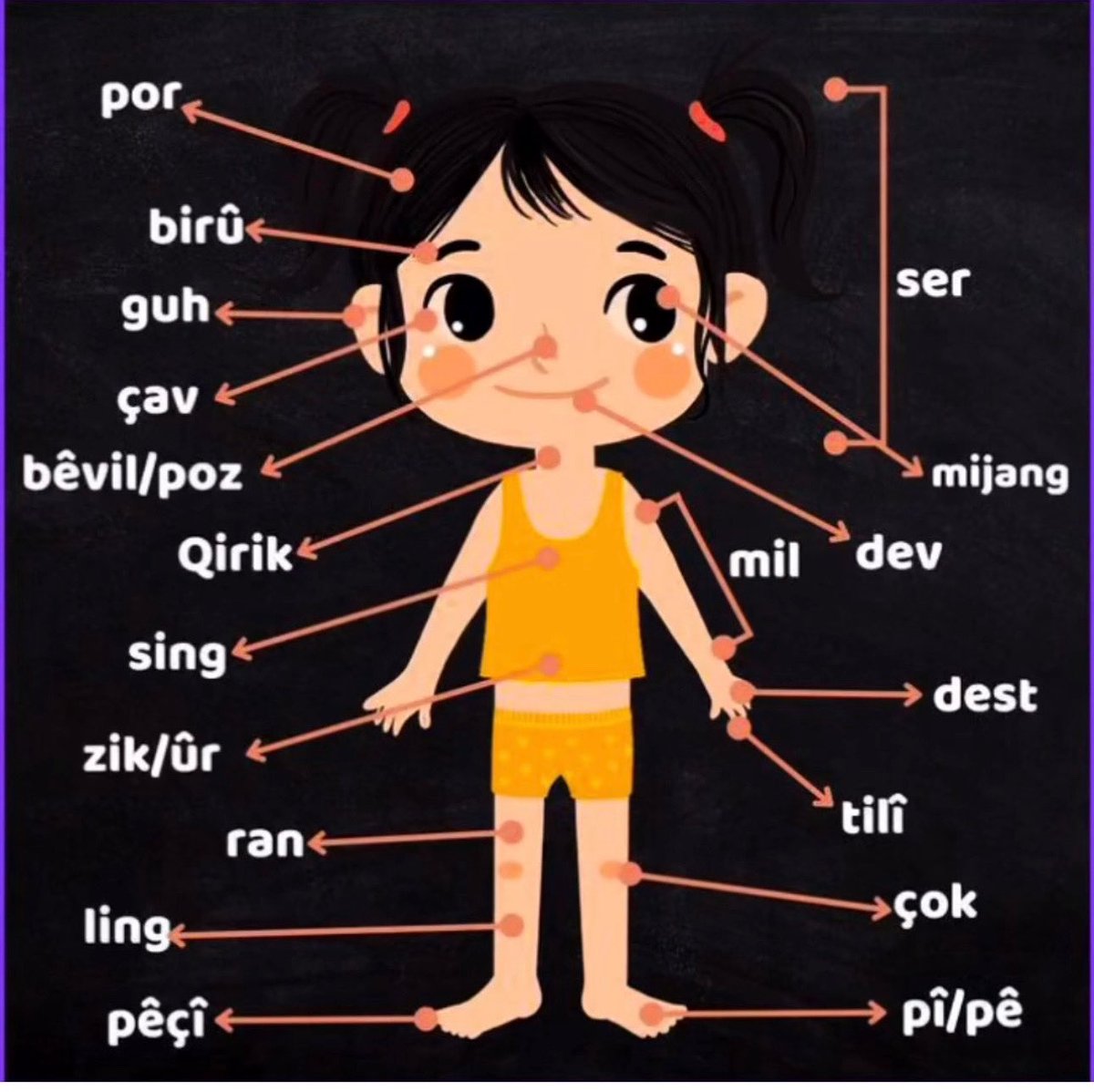 LAŞ: VÜCUT
Ser: Baş
Mil: Kol
Binçeng: Koltukaltı
Enîşk: Dirsek
Qirik: Gırtlak
Stu: Boyun
Pêsir: Meme
Zik: Karın
Pişt: Sırt
Dest: El
Tilî / Pêçî: Parmak
Çîp: Baldır
Çok: Diz
Pê / Ling: Ayak
 
SER: BAŞ
Por: Saç
Rû: Yüz
Çav: Göz
Birû: Kaş
Mijang: Kirpik
Poz: Burun
Dev: Ağız
Lêv: