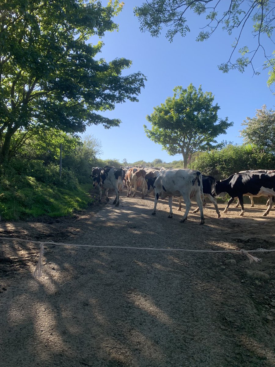 One of the things I love about running in Pembrokeshire- you never know what you will meet around the corner. Had a lovely chat with the farmer, and a breather, on the way up the hill behind them!