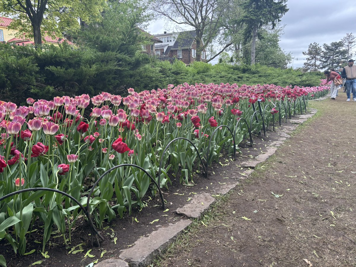 TSNSteveLloyd's tweet photo. The reason why we have the Tulip Festival. https://t.co/bbXB4dSVMF