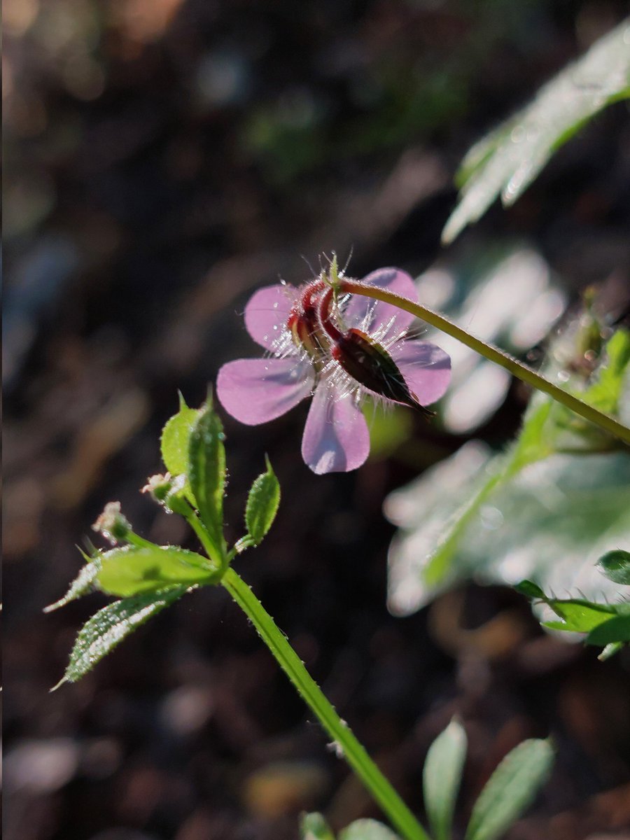 Augusta Lees (@augustalees) on Twitter photo And I found another pink one lurking in the gallery!
Possibly Herb Robert?
#wildflowerid
<a href="/BSBIbotany/">BSBI: Botanical Society of Britain & Ireland</a>
<a href="/wildflower_hour/">wildflowerhour</a> And I found another pink one lurking in the gallery!
Possibly Herb Robert?
#wildflowerid
<a href="/BSBIbotany/">BSBI: Botanical Society of Britain & Ireland</a>
<a href="/wildflower_hour/">wildflowerhour</a>