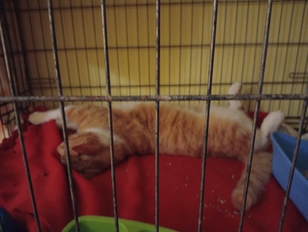 Buona serata a tutti dal nostro Rambo❤️purtroppo nel nostro giro quotidiano  lo abbiamo  trovato  zoppicante nella zampa posteriore sinistra 
Non sappiamo.cosa sia successo ma ora su consiglio del veterinario dobbiamo.aspettare domani. di fare le lastre 
Speriamo bene🙏🙏❤️❤️