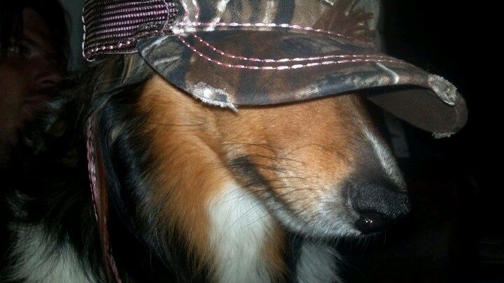 out of context dogs (@contextdogs) on Twitter photo 