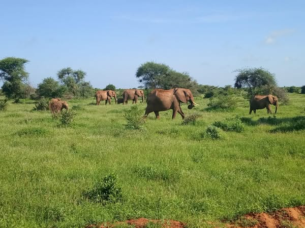 satima_exp's tweet photo. Tsavo National Park delivers more than just adventure; it is a soul-stirring journey through vast savannahs, fiery red dust, &amp; unforgettable encounters with nature’s giants.
#SatimaExpeditions #CreateUnforgettableMemories #TsavoMagic #KenyaUnfiltered #IntoTheWild #SafariDiaries https://t.co/NKpYNBSOnl