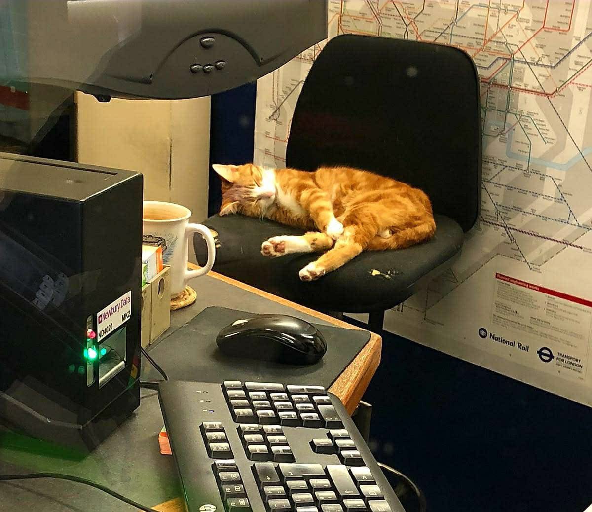 Night night sweet dreamies 

Be kind to yourself. 
You’re growing, healing, learning — and that takes time.
You don’t have to be perfect to be worthy of love, especially your own love

#cats #cats #Cat #CatsOnTwitter #CatsOfTwitter