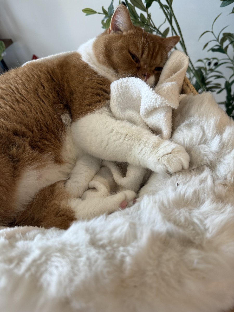 xChocoBars's tweet image. he loves his blankey 🥹