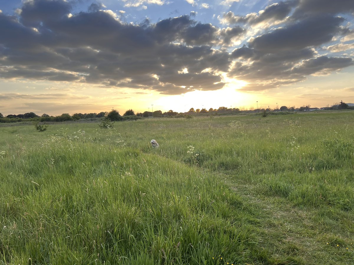 HattonFriends's tweet image. Sunset walks on Hatton Fields