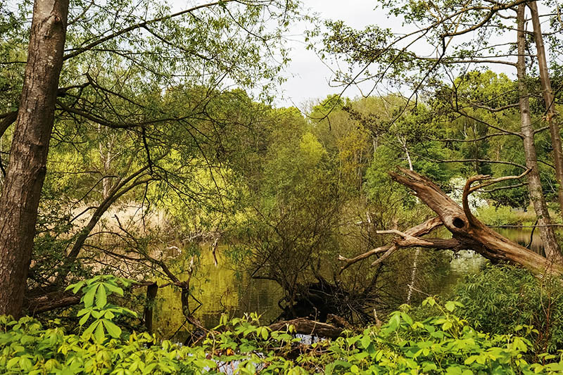 eugpower's tweet image. "Walking" #73
#april2025 #hampsteadheath #photography #walking #outdoors  #spring #reflectionsinwater #lookingatnature #trees