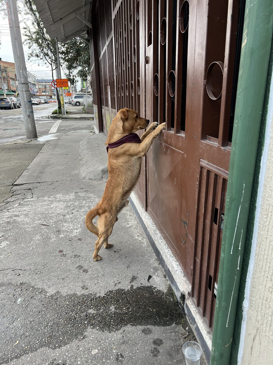 shimmerpeach953's tweet photo. @PlataformaALTO perrito abandonado sector Plaza de las americas en Bogotá. Ayuda porfa a difundir https://t.co/4gkV1YBd9N
