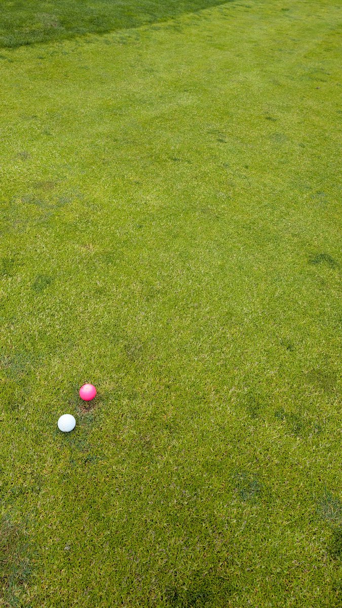 DanFredGCS's tweet image. Interseeding in effect. Full poa approach with a secret underneath the foliage. 🤤
2#/1000 of bentgrass over 25acres. Similar results throughout the course.
Pulled plug had 2 poa plants and a bunch of babies underneath!
Planted it my office. Love at first sight.