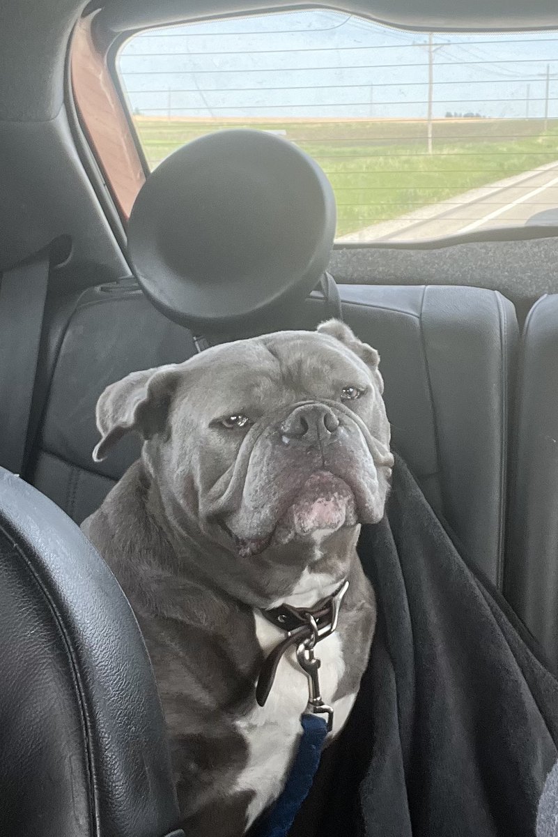 KingTuckerC's tweet image. Friends, you’re not going to believe this! For a second day in a row I went on a pupcup run! Two days. Two pupcups! Pinch me! 😜🤪😂❤️