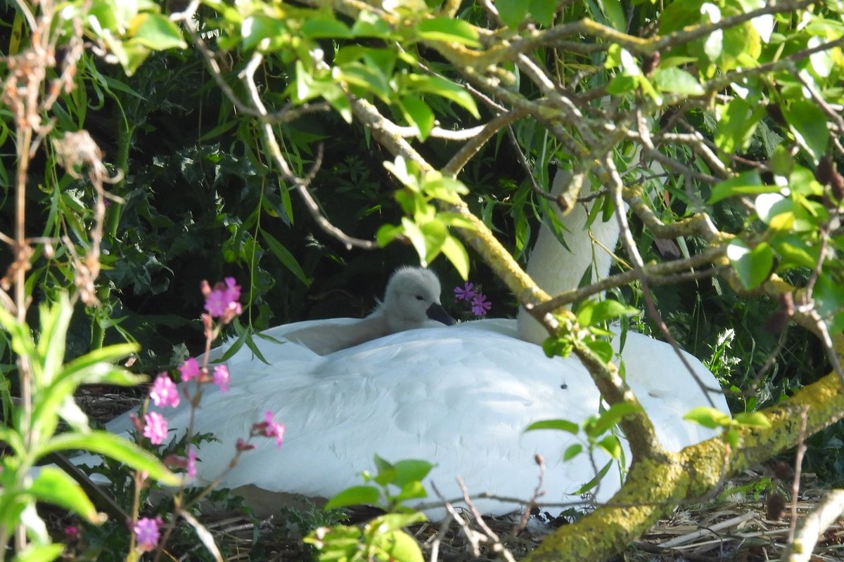 #DublinSwans #PoppintreePark Swan nest finally hatching. 2 cygnets seen but female staying firmly on the nest on the Island. Females (Pen) colour ring code is still to be verified.