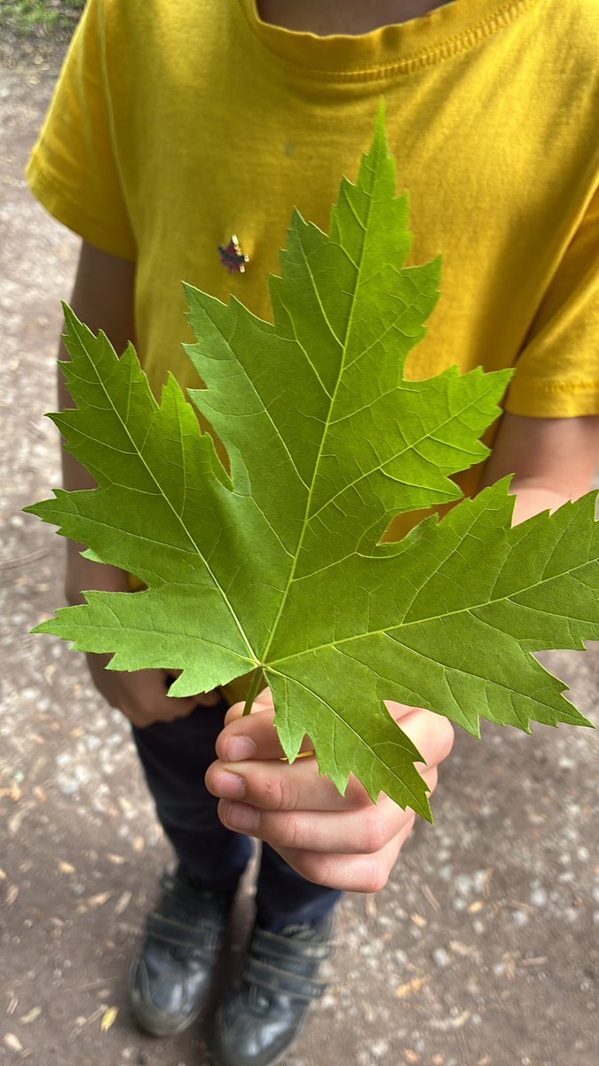 The syrup is in here