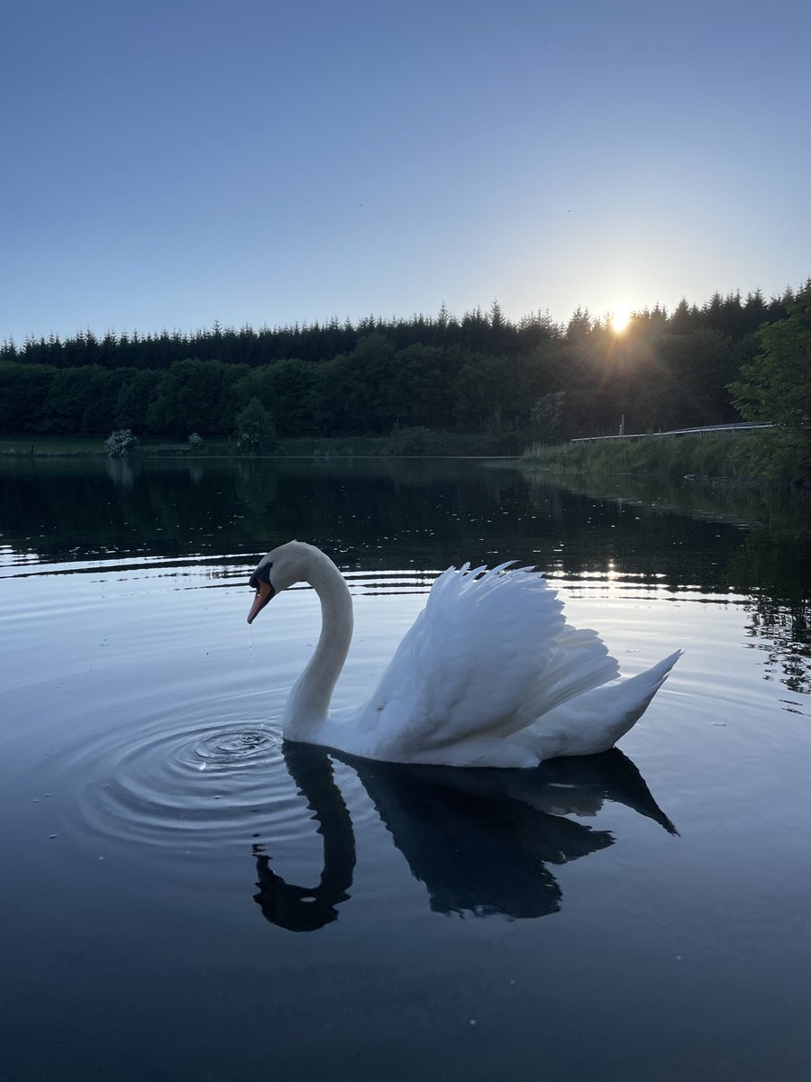 Sunsets and Swans were made for each other. Carrickfergus <a href="/Natures_Voice/">RSPB</a>⁩ ⁦⁦⁦⁦⁦@bbc ni weather⁩ <a href="/WeatherAisling/">Aisling Creevey</a>⁩ ⁦<a href="/WeatherCee/">Cecilia Daly</a>⁩ ⁦⁦<a href="/Louise_utv/">Louise Small</a>⁩ ⁦<a href="/RSPBbirders/">RSPB Birders</a>⁩