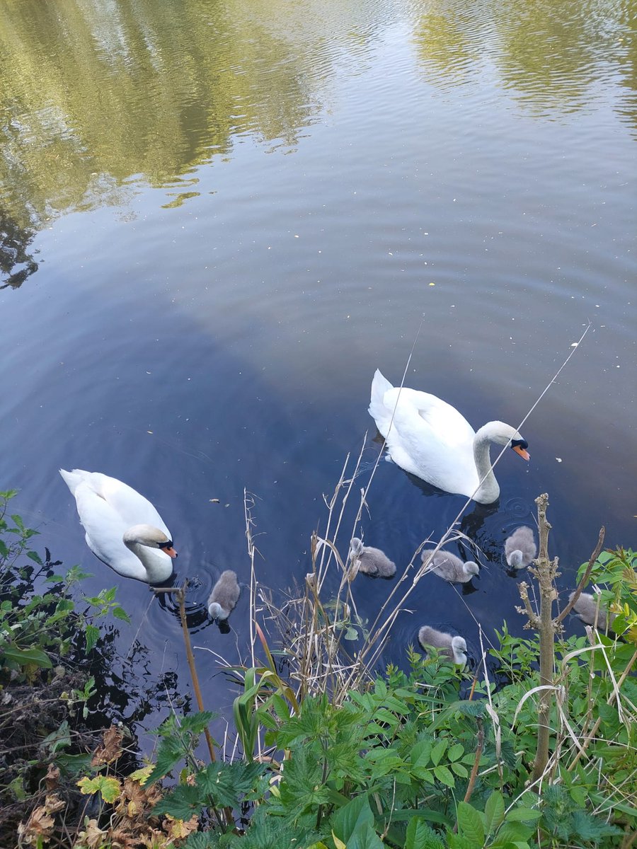 #DublinSwans 🇮🇪. On the River Liffey at Chapelizod, there are now 6 cygnets. (Photo SK)
Corkagh Park, Fishing Lake. Received report of 6 cygnets out today. 🦢