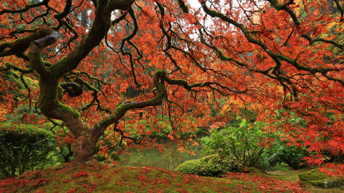 When healing. Adopt the pace of nature her secret is patience.