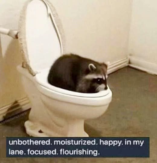Sonic Racoon Cult - $SRCult tweet media