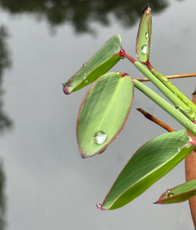 雨の日のロマンチックなコーナーです!緑と光に囲まれたアーチはとても美しく、濡れた木の道がいっそう詩的です。