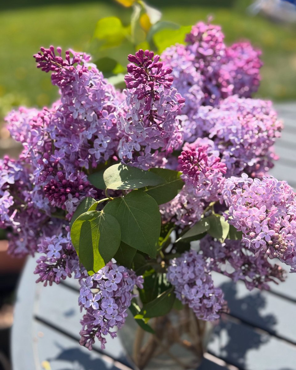 It’s this time of year again!
Love all the blooming trees and shrubs!

#yeg #alberta #spring #garden #flowers #ilovespring!