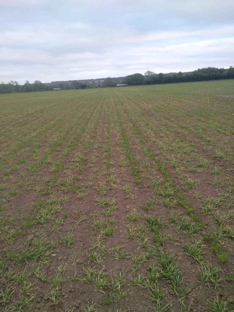 Beet is all over the place this year. Drilled 5 weeks ago. Moisture is everything this time