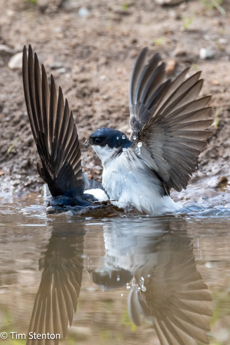 DolphinViewHillockhead Tim Stenton tweet media