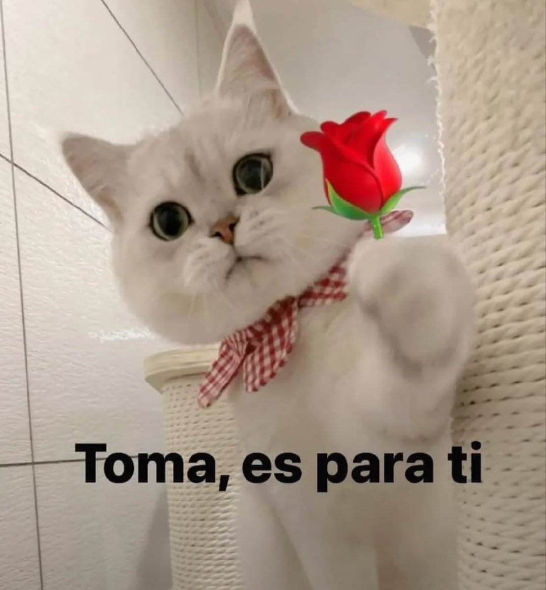 Mashz_ofici's tweet image. Holis quiero promocionar el servidor de Discord aún sigue vivo (creo XD)
discord.gg/gVmcW6fz
#discord #serverdiscord