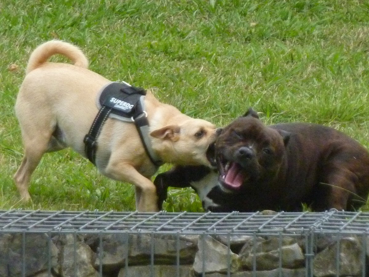 PietonB's tweet photo. AUPS
Un couple (73 et 72 ans) mordu par un chien, transporté à l'hôpital
https://t.co/9sdDLPvdK1

Bayonne
Ville livrée aux chiens

Des hordes de clébards dangereux errent sans laisse ni muselière sur l'espace public

DANGER  PERMANENT

Que fait la municipalité ?

R I E N !

#tpmp https://t.co/pklRRoBslq