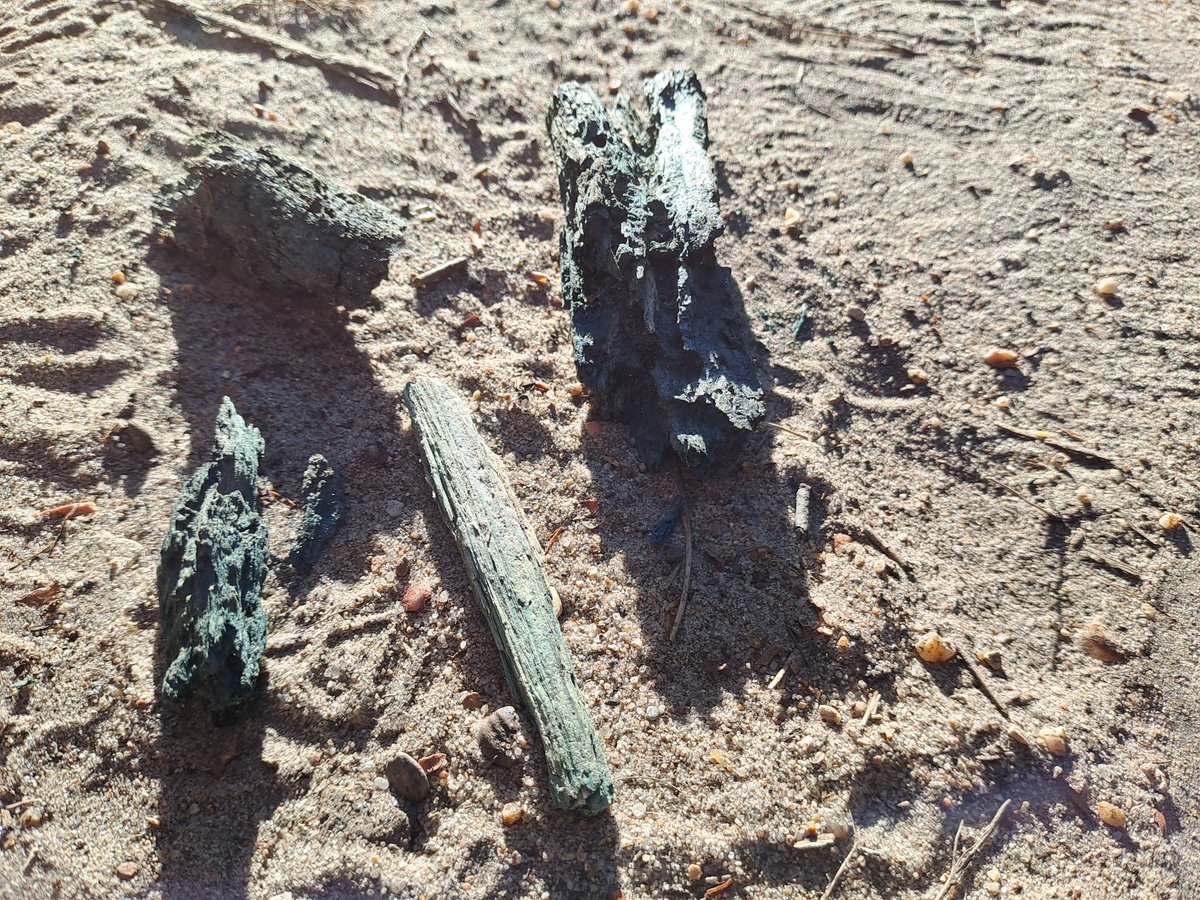 Kriegback's tweet image. There will be never enough elves.
So more.
#IDF #iledefrance #forêt #forest #champignon #forestier #fungus #elfcup #elf #elves #coupe #cup #bronze #cuivre #copper #oxydation #colours #couleurs