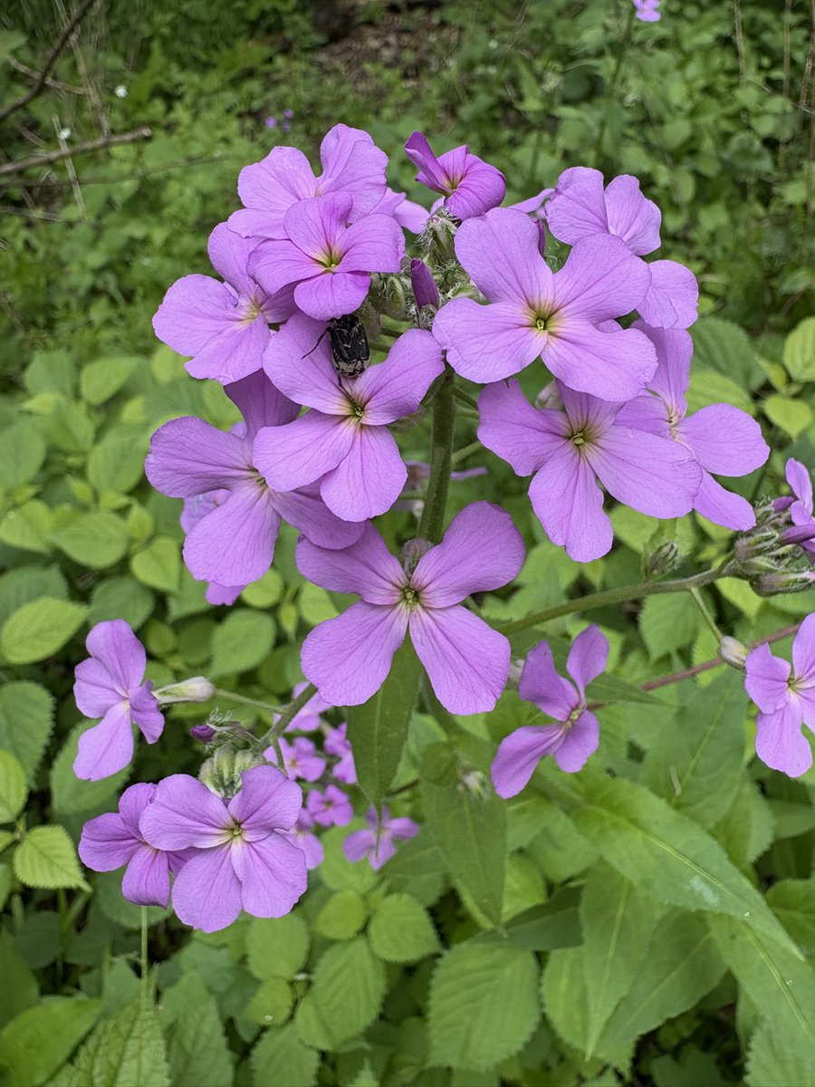 kle052789's tweet image. After the unexpected craziness of the weekend, it was great to unwind with a walk exploring some new sections of the trails. #fenner #optoutside #springdays