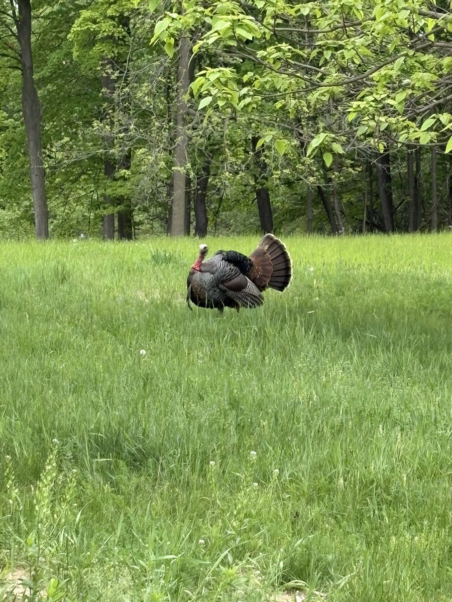 kle052789's tweet image. After the unexpected craziness of the weekend, it was great to unwind with a walk exploring some new sections of the trails. #fenner #optoutside #springdays