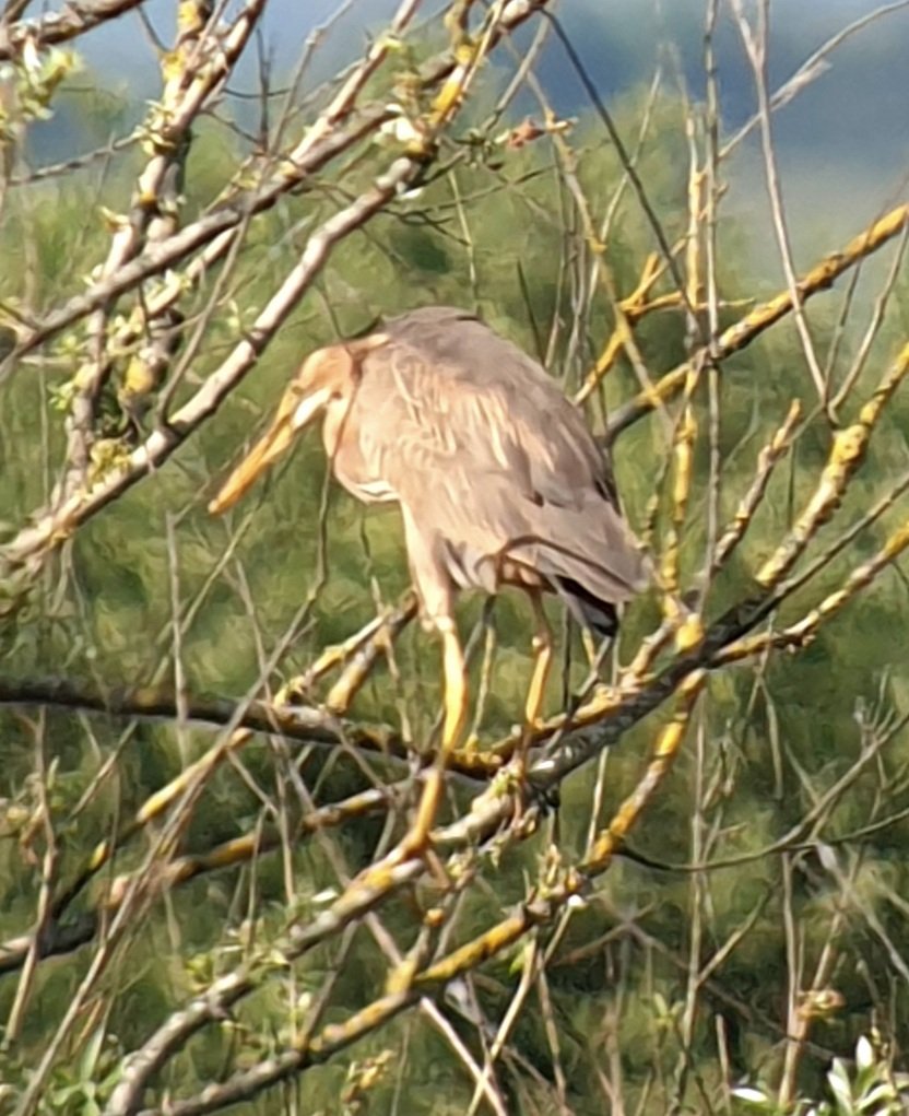 Somerset Purple Heron giving distant but decent views this afternoon