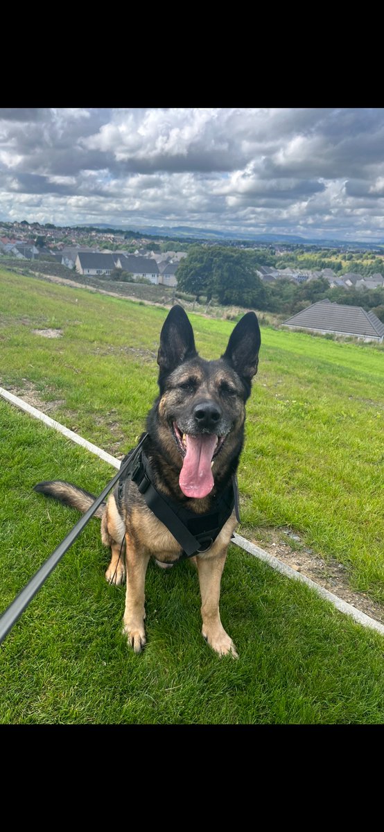 RPDJet's tweet photo. Remembering our precious boy Jango. One year in heaven today. We miss you always. 

Forever grateful to Lady B &amp; @The_NFRSA for all of your love for us💜 https://t.co/PCtKK9rGr3