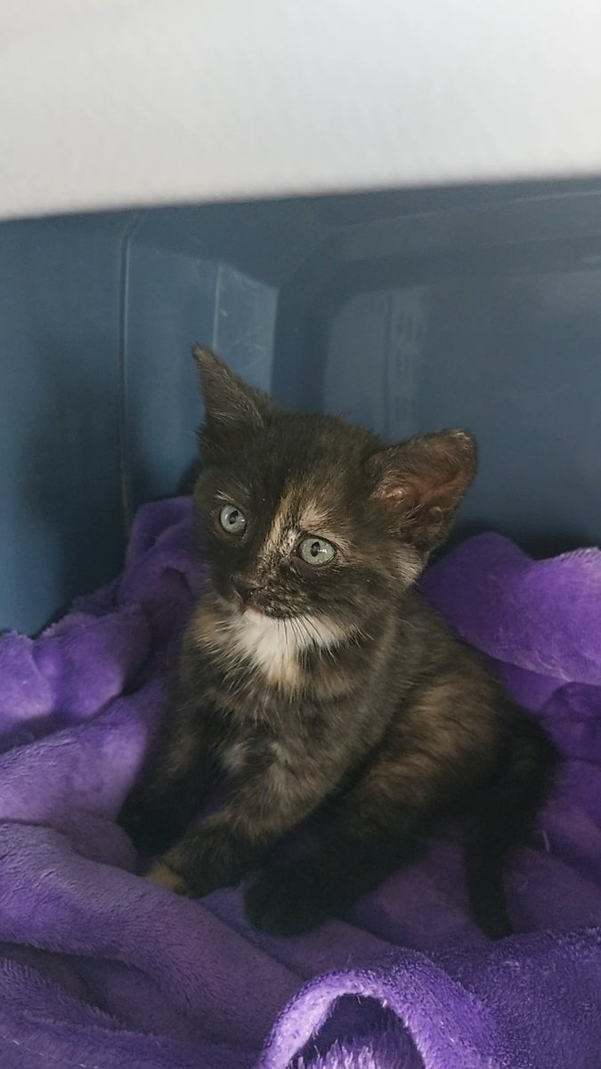 KellsXIII's tweet photo. My sweet Cocoa is creeping up on 5 months old! 😍🥰 https://t.co/WGDsQ9WLkO