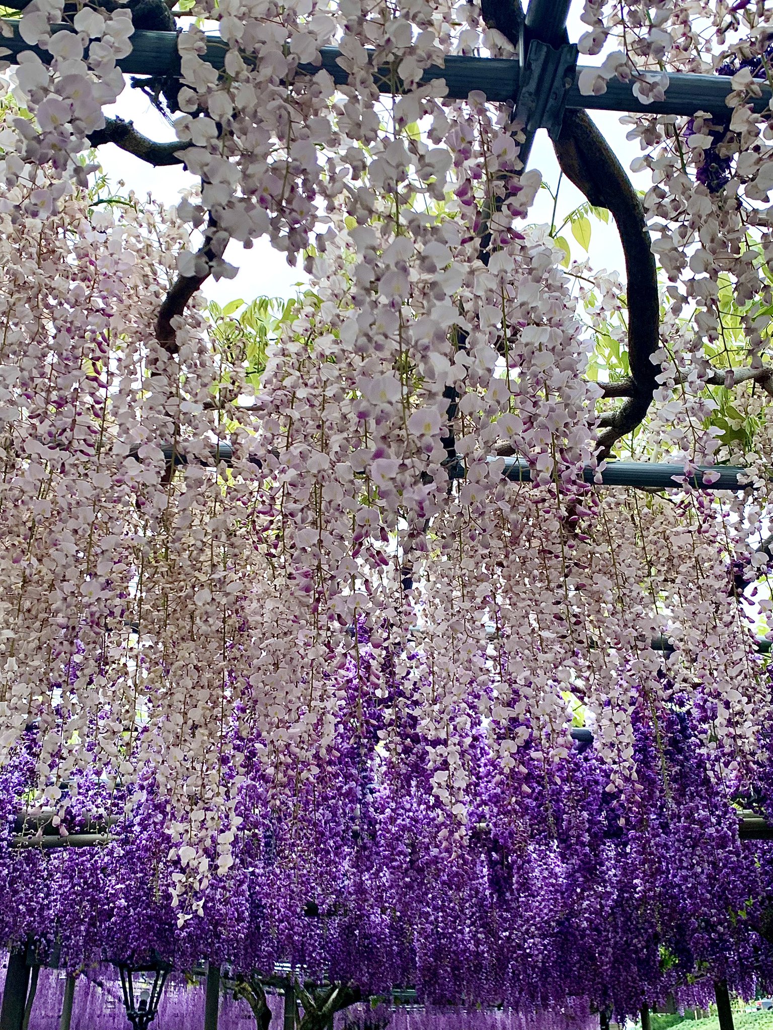 藤の花 - Search / X