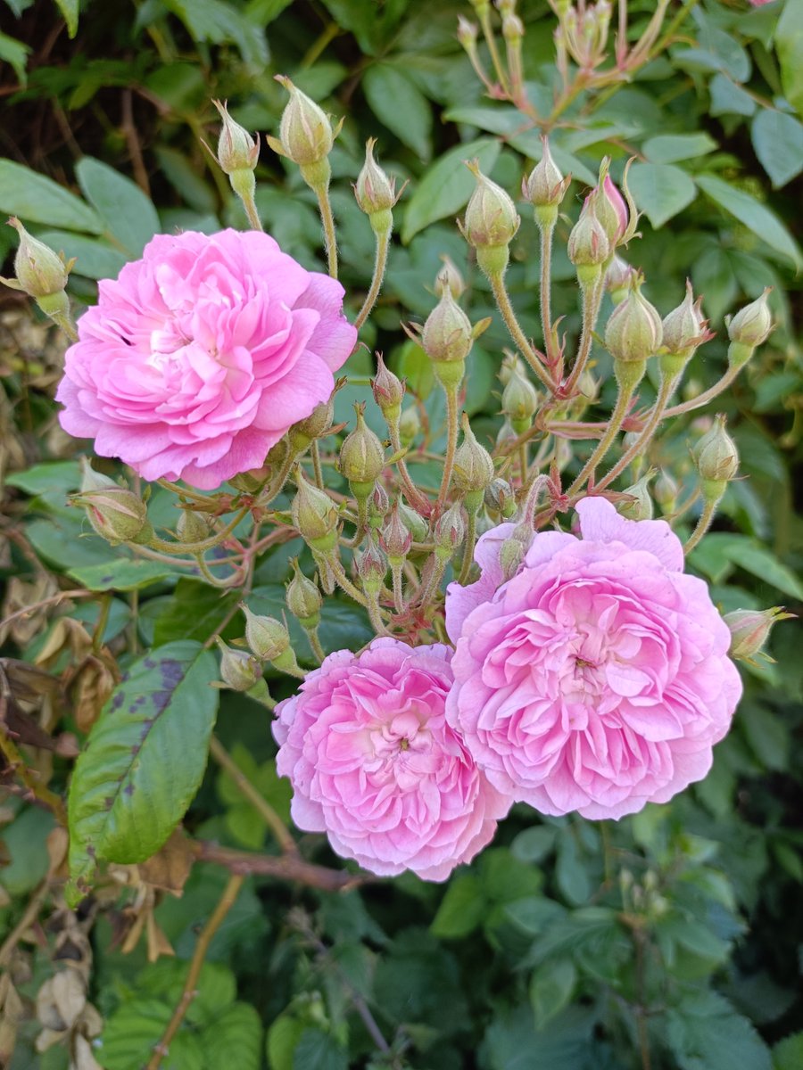 Y la ilustración superior creo que es la misma rosa, que la de uno de mis rosales.
Rosa damascena, rosa de Castilla.