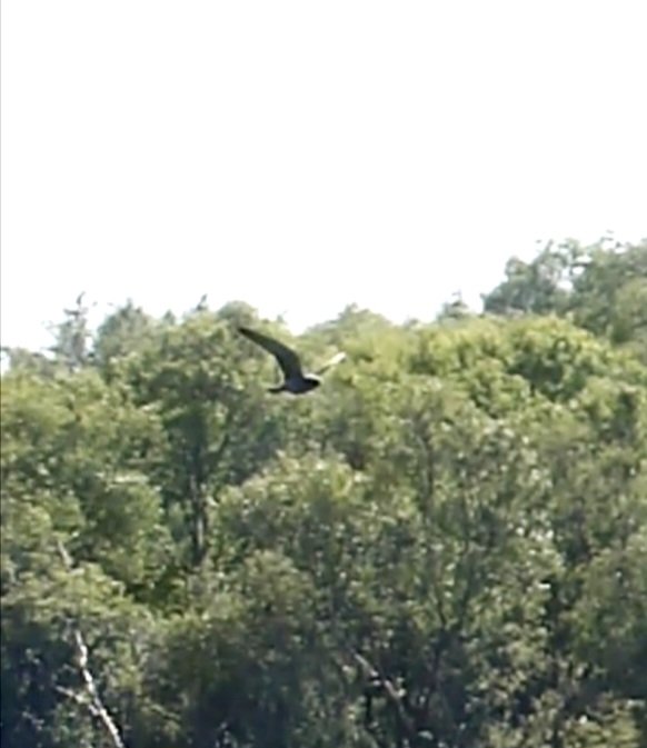Crap photo but purely for the record. 2nd cy male red-footed falcon from ECNR today. Also saw the hobby, both found earlier in the day by <a href="/stvieking18/">SK</a>