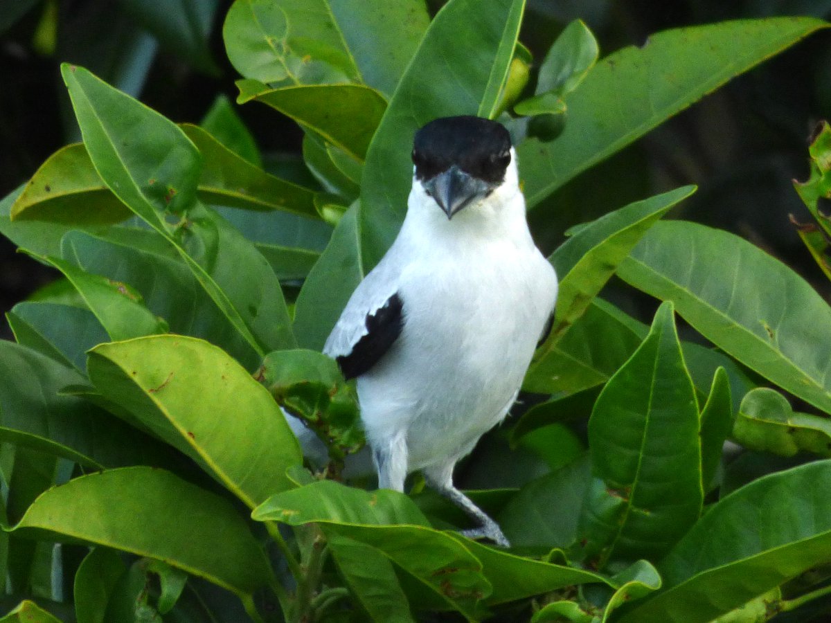 JamesDauris's tweet image. What better place to be than #Panama on @ebird's Global Big Day, an annual global celebration of the birds around us? I had a great day birding with an expert team from @tranquilobay and @MiAmbientePma in Bocas del Toro. And the rain made the frogs happy too.