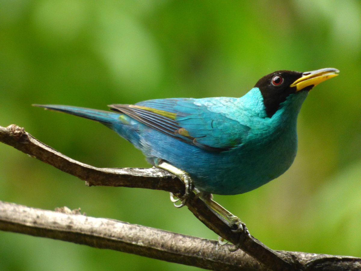 JamesDauris's tweet image. What better place to be than #Panama on @ebird's Global Big Day, an annual global celebration of the birds around us? I had a great day birding with an expert team from @tranquilobay and @MiAmbientePma in Bocas del Toro. And the rain made the frogs happy too.
