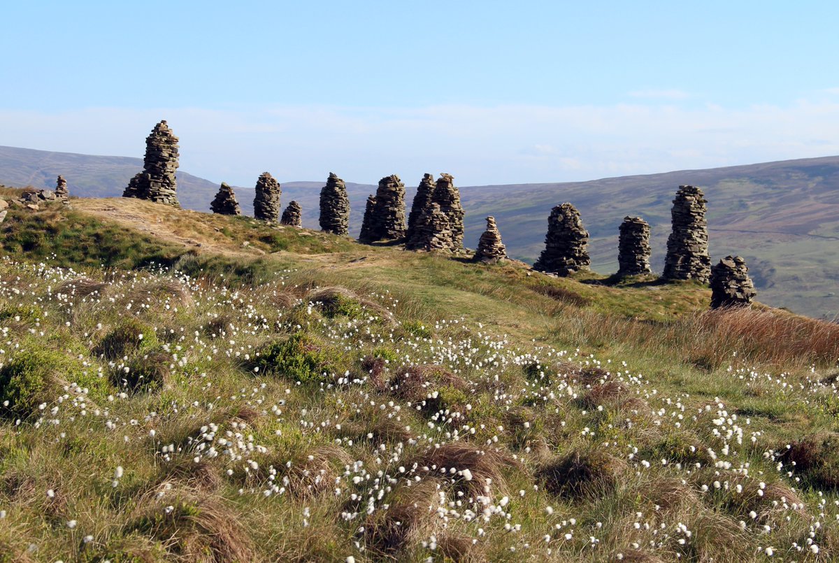 The happy parade of twenty curricks along the brink of Talkin Fell (1,250ft) above Geltsdale, made all the more cheery by the bobbing heads of cotton grass.