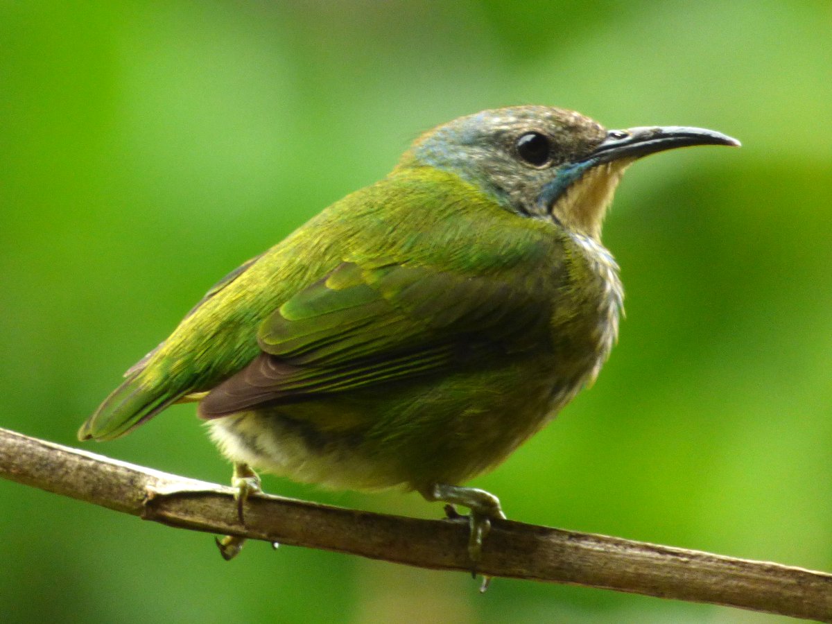JamesDauris's tweet image. What better place to be than #Panama on @ebird's Global Big Day, an annual global celebration of the birds around us? I had a great day birding with an expert team from @tranquilobay and @MiAmbientePma in Bocas del Toro. And the rain made the frogs happy too.