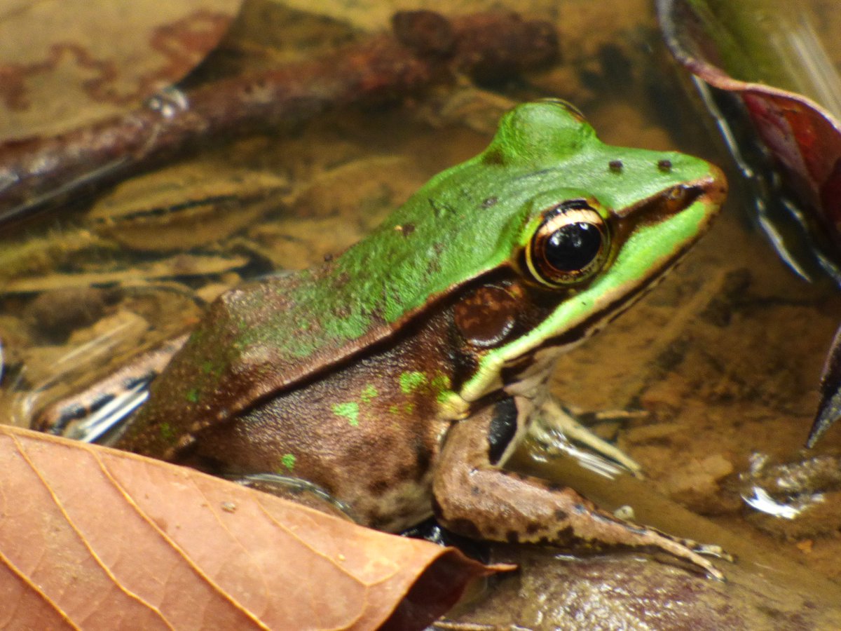 JamesDauris's tweet image. What better place to be than #Panama on @ebird's Global Big Day, an annual global celebration of the birds around us? I had a great day birding with an expert team from @tranquilobay and @MiAmbientePma in Bocas del Toro. And the rain made the frogs happy too.