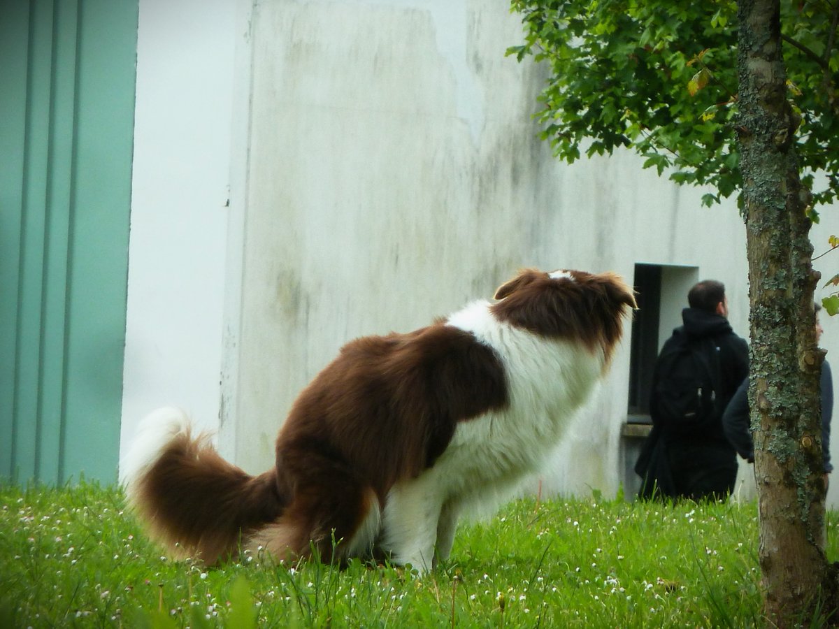 PietonB's tweet photo. BAYONNE

Ni en laisse ni muselé je salope l'espace public

Je pisse et chie partout

Qui va m'en empêcher ?
Le maire ?
Ses adjoints ?
Les municipaux ?

PERSONNE  !

Ils sont INCAPABLES de faire respecter leur propre règlement canin

INCAPABLES = DÉMISSION

#VilleDeBayonne #tpmp https://t.co/W6W5ZrYjrM